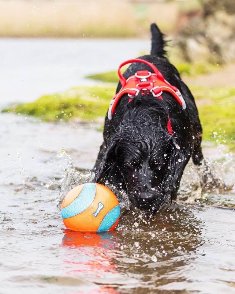 Chuckit Suda Batmayan Mega Köpek Oyun Topu