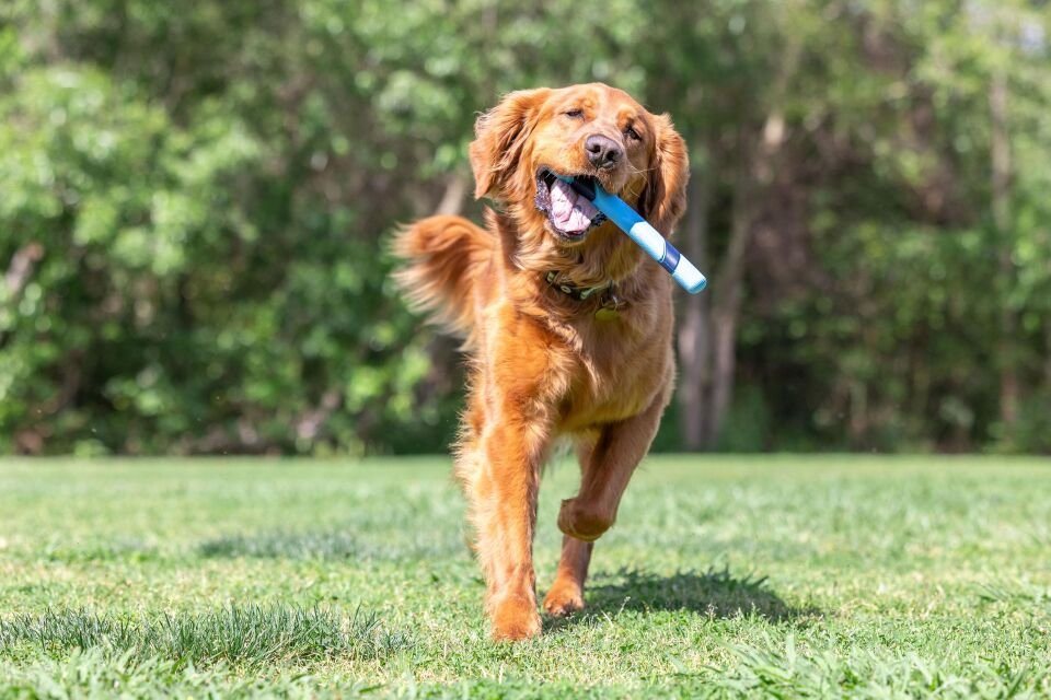 Chuckit Sniff Fetch Stick Jambon Aromalı Köpek Oyuncağı