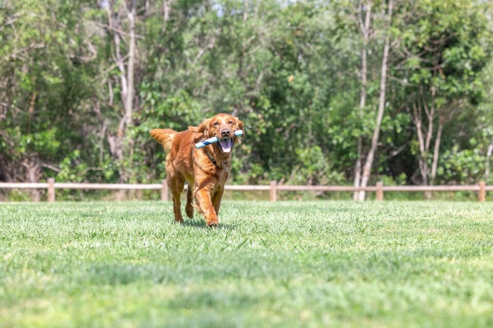 Chuckit Sniff Fetch Stick Jambon Aromalı Köpek Oyuncağı