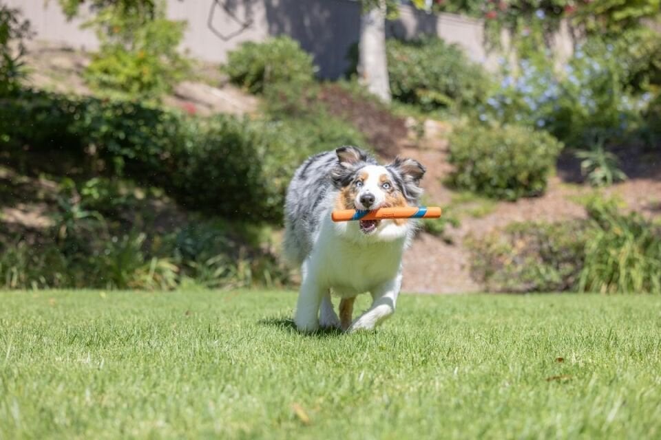 Chuckit Ultra Fetch Stick Köpek Oyuncağı