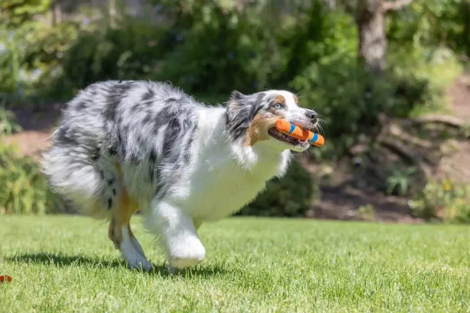 Chuckit Ultra Fetch Stick Köpek Oyuncağı