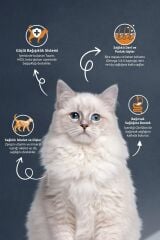 Somonlu & Hamsili Yetişkin Kedi Maması 2 Kg